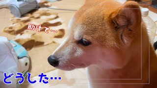 怖すぎて絶望した表情で助けを求めにきた柴犬