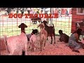 FUNNY PETTING ZOO VIDEO FOR KIDS Dog Trouble Barking Dog Bad Dog ANIMALES DE GRANJA FUNNY PETTING ZOO VIDEO FOR KIDS Dog Trouble Barking Dog Bad Dog ANIMALES DE GRANJA