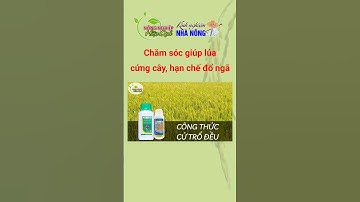 Chăm sóc giúp lúa cứng cây hạn chế đổ ngã #shorts #kythuatcanhtaclua