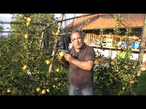Video: Odrůdy žlutých jablek: Oblíbené jabloně se žlutým ovocem