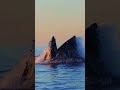Big wale in ocean #scary #sea #bigwaves #ocean #strom #bigship #antarctica #cashwow #viralvideo
