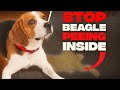 HOW TO POTTY Train Your BEAGLE Puppy[2020]