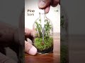 The easy terrarium after one year #shorts