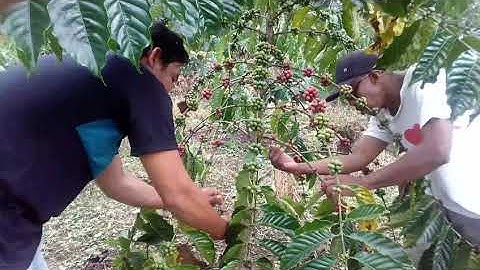 Kopi lembah fitrah desa dadakitan kec. Baolan kab. Tolitoli