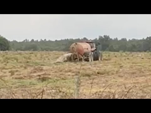 Video: Corgiho tenisový loptový boj bojuje s láskou čo najviac