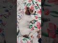 Emmi The Chiweenie