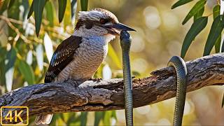 Top 50 Smartest Birds in the World | Incredible Bird Intelligence in 4K