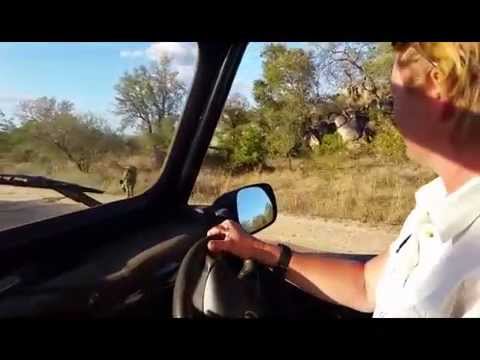 Ett lejon får trafiken att stanna i Kruger nationalpark i Sydafrika.