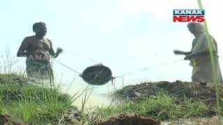 Puri: Farmers Facing Problems Due To Drought Situation