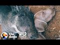 Warthog Is Obsessed With Her Dog Brother  | The Dodo Wild Hearts