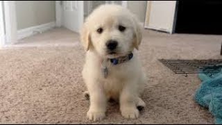 かわいい かわいいゴールデンレトリバー子犬 いろいろ映像集 ゴールデンレトリバー Youtube