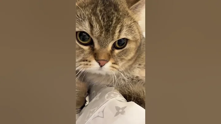 Watch the video about Confusing attitude of round faced cute cats #funny #cute #cats