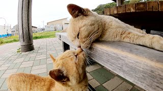 猫島の入り口で観光客をお出迎えしてくれる濃淡茶トラ猫コンビ