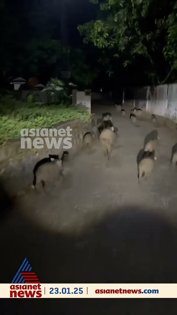 പട്ടാമ്പിയിൽ റോഡിൽ നിറഞ്ഞ് കാട്ടുപന്നിക്കൂട്ടം
