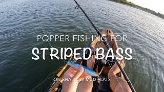 Top Water Striped Bass Fishing the Mudflats (using a popper made simple)