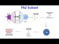 T Cell Differentiation and Function