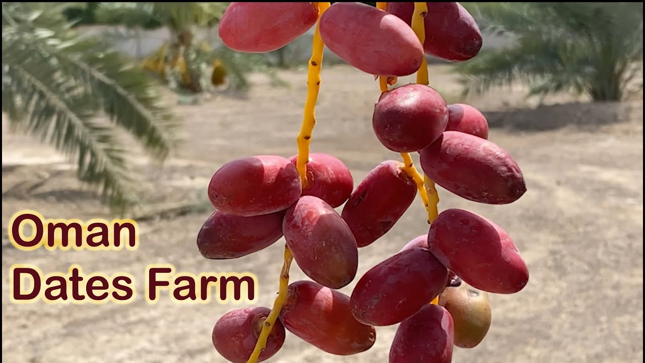 ஓமான் பேரீச்சம்பழ பண்ணை Oman Dates Farm YouTube
