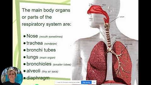 Week 4 Respiratory System   Google Slides
