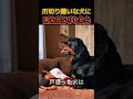 爪切り嫌いな犬に死んだふりしてみた。