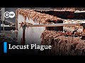 India and Pakistan face worst locust plague in 30 years | DW News