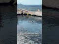 Why Sea Otters Hold Hands 🦦(Amazing facts) #viral #facts #nature #seallife #shorts #otter
