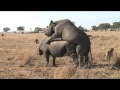 Rhino mating at Imire, Zimbabwe