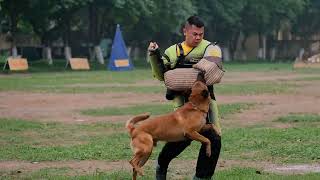 Cuộc thi chó làm việc lần thứ 9 IGP1Protect(Lê Đức Thọ & Fire) 9th VIETNAM WORKING DOG TRIAL