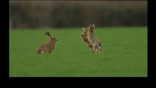 Boxing hares by Stephen Harper
