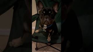 French bulldog hops out his little chair #doglover #cute