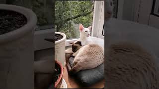 Ориентальный котик by Della Strit 165 views 2 months ago 1 minute, 12 seconds