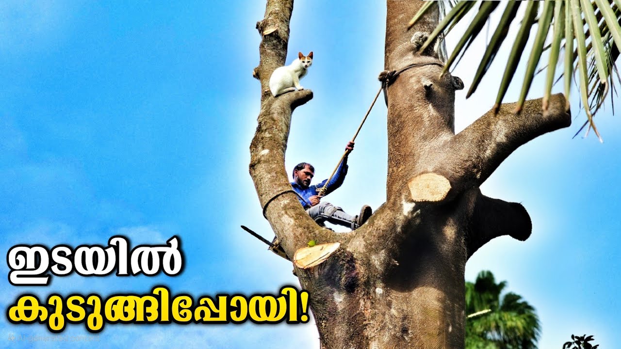 ഇത്ര എളുപ്പത്തിൽ പണിയാൻ കഴിയുമെന്ന് കരുതിയില്ല😮🌳 | Tallest tree cutting | Village woodpecker