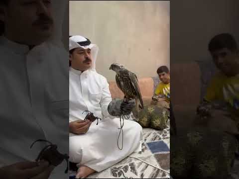 طرح سوريا اليوم طير حر 16 15 5 الطاروح حمد صباح العطية طير جزعة القامشلي اكسبلور Birds