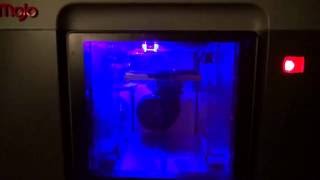 Mojo 3D Printer Star Build & Crash