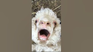 Thumbnail of Sheep laugh funny sound
