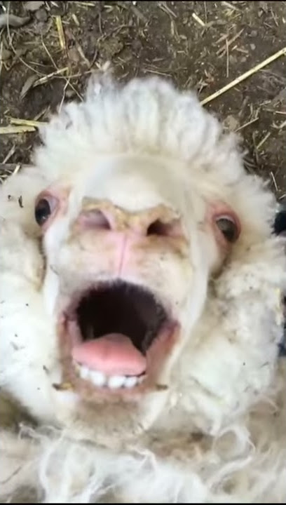 Sheep laugh funny sound