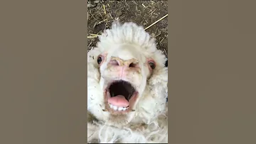 Sheep Laugh Funny Sound 