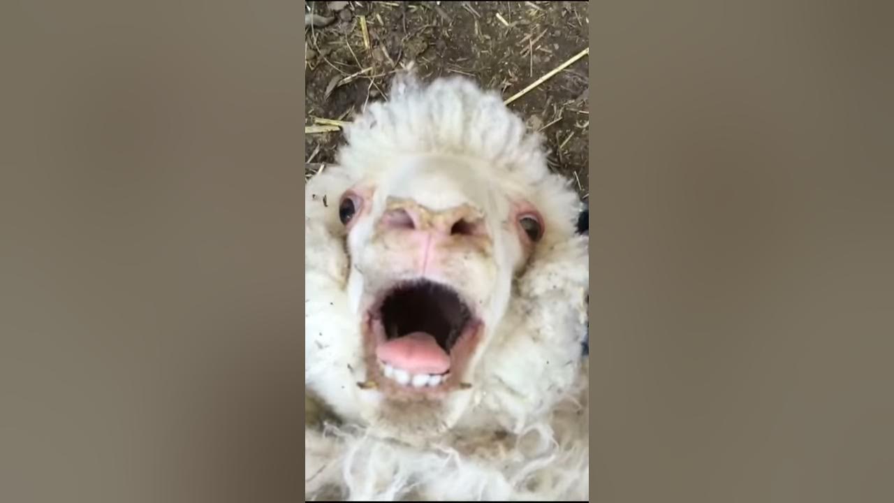 Sheep laugh funny sound
