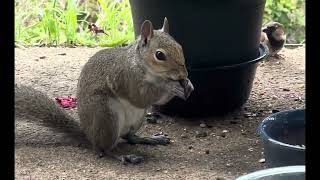 Fascinating Footage of My Squirrels