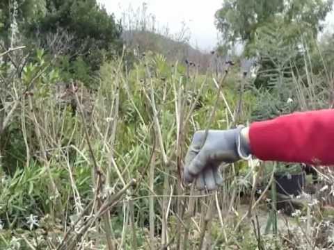 potature arbusti da fiore e non