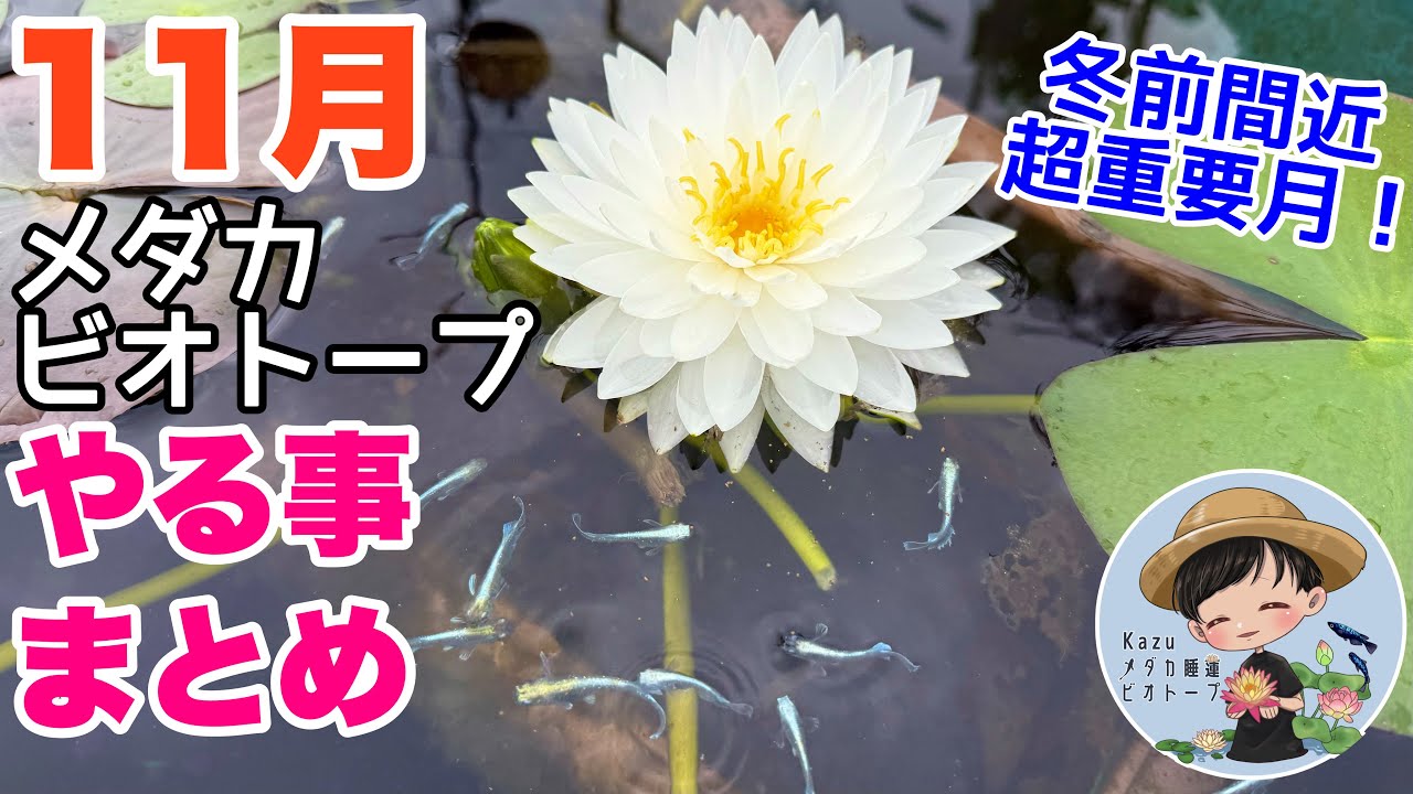 11月のメダカビオトープやることまとめ！冬目前の超重要月！越冬に向けてやること、注意点多いです！メダカ睡蓮ビオトープ