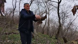 Meşə cüllütü quşunu yenidən təbiətə buraxdıq