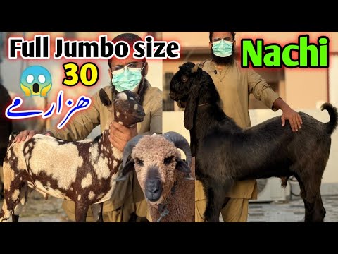 , gulistan-e-johar ghar ka shauk 😍 full jumbo size naachi 😱, mandi se saste 😱-3-Oct-2026🇵🇰