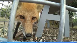 Pov Youre About To Get Eaten By A Fox