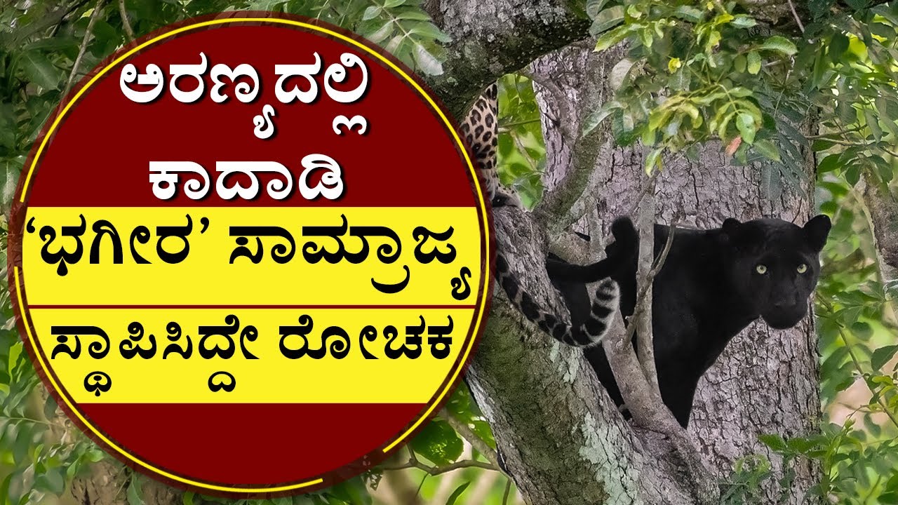 ಅರಣ್ಯದಲ್ಲಿ ಕಾದಾಡಿ ‘ಭಗೀರ’ ಸಾಮ್ರಾಜ್ಯ ಸ್ಥಾಪಿಸಿದ್ದೇ ರೋಚಕ |Black Panther In Nagarhole | Bagheera