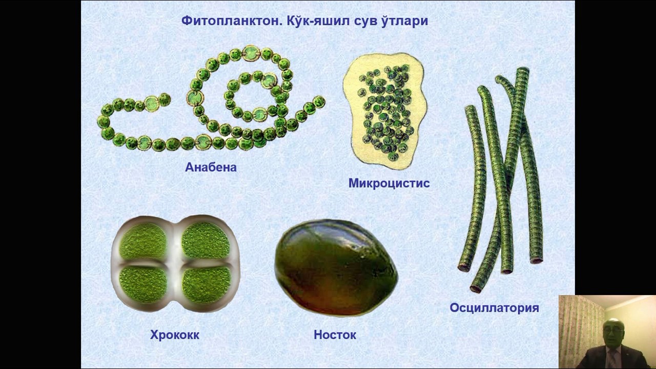 Зеленые водоросли форма. Синезеленые цианобактерии. Цианобактерии Анабена. Носток и Анабена. Синезеленые водоросли носток.