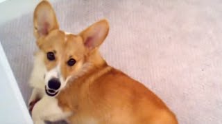 Corgi playing the door stop by Super Puppy 290 views 8 years ago 1 minute, 31 seconds