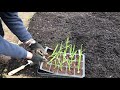 Garlic Planting and Seed Discussion - Nick&#39;s Allotment Diary #109