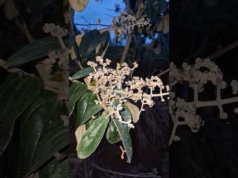 CANELA-DE-VELHO: dor no joelho, coluna, lombalgia, artrite...