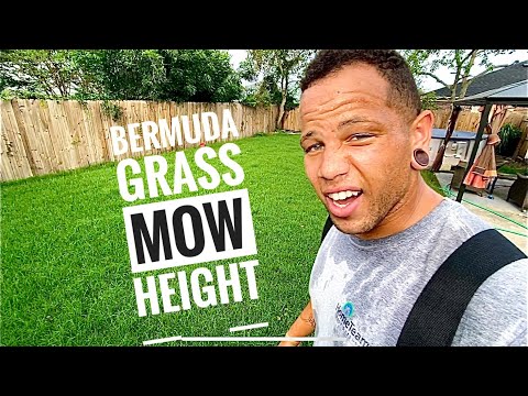 Bermuda Grass Maintenence- Mowing Height Explained.