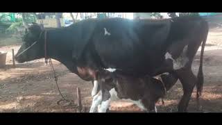 Cow’s Love #cowandcalf #beautiful #pleasant #sacrifice # #relationship #youtube #motherlove